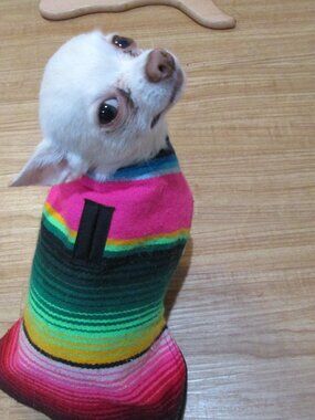 Baja Ponchos Extra Small made in Mexico Poncho for small dogs Cute!